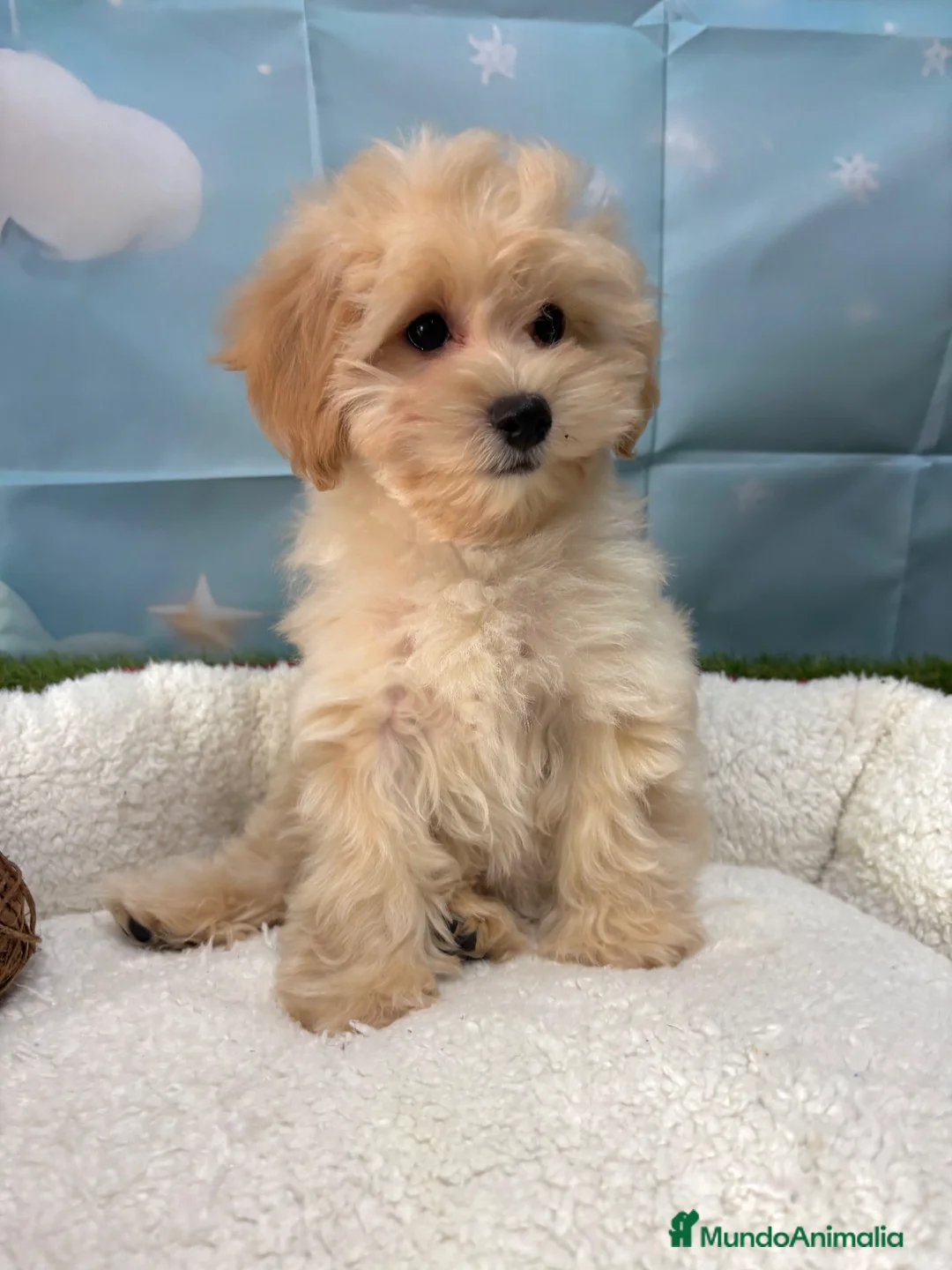 Maltipoo perros en venta: Maltipoo disponible fotos actuales!! - Anuncio 4