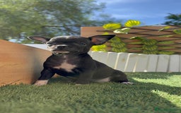 Chihuahua perros en venta: CHIHUAHUA HEMBRA - Imagen 17
