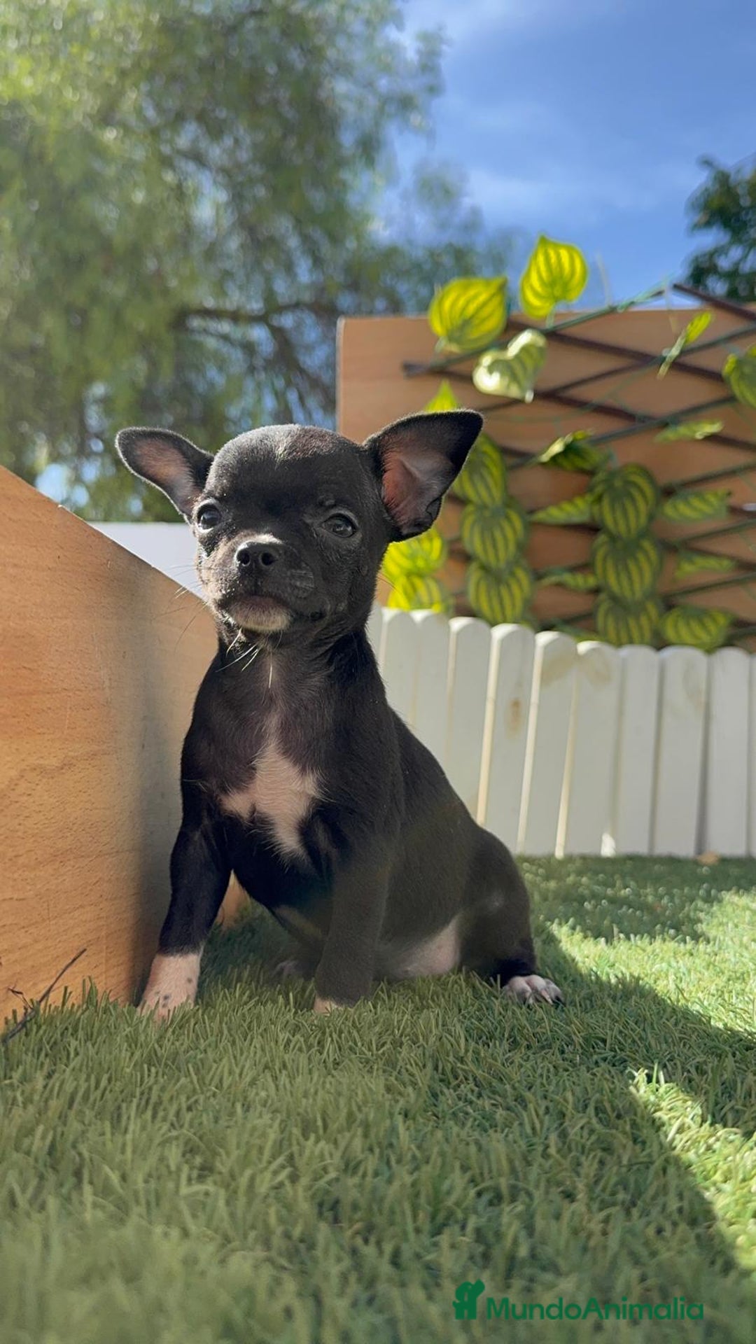Chihuahua perros en venta: CHIHUAHUA HEMBRA - Imagen 17