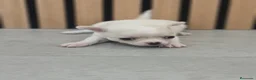 Chihuahua perros en venta: Chihuahua Toy  - Anuncio 4