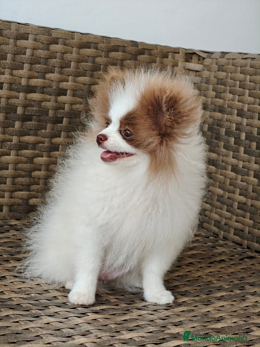 Pomerania perros en venta: Lulú Pomerania  - Imagen 3
