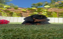 Teckel Miniatura perros en venta: TECKELL MINIATURA MACHO - Imagen 15