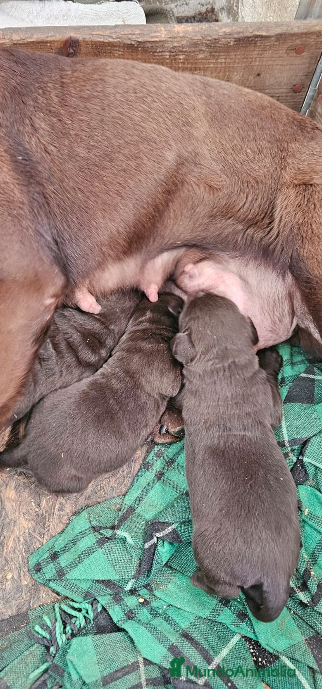 Labrador Retriever perros en venta: Labrador retriever chocolate disponible  en Cádiz - Anuncio 2