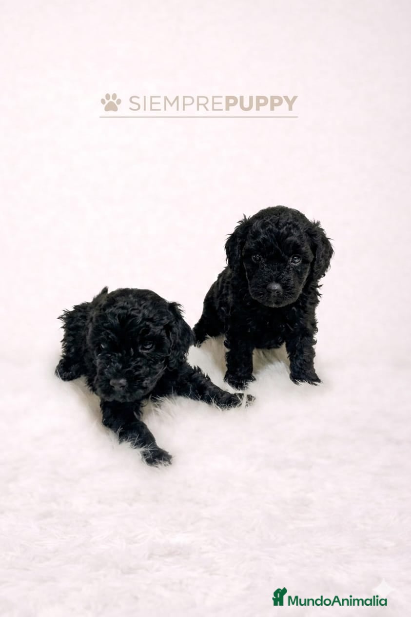 Caniche Toy perros CANICHE TOY  - Anuncio 2