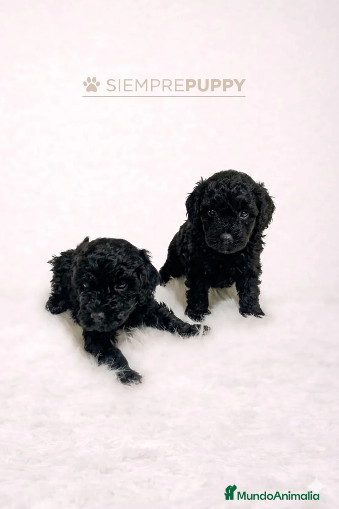 Caniche Toy perros en venta: CANICHE TOY  - Anuncio 1