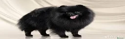 Pomerania perros en venta: Macho POMERANIA negro  - Anuncio 3