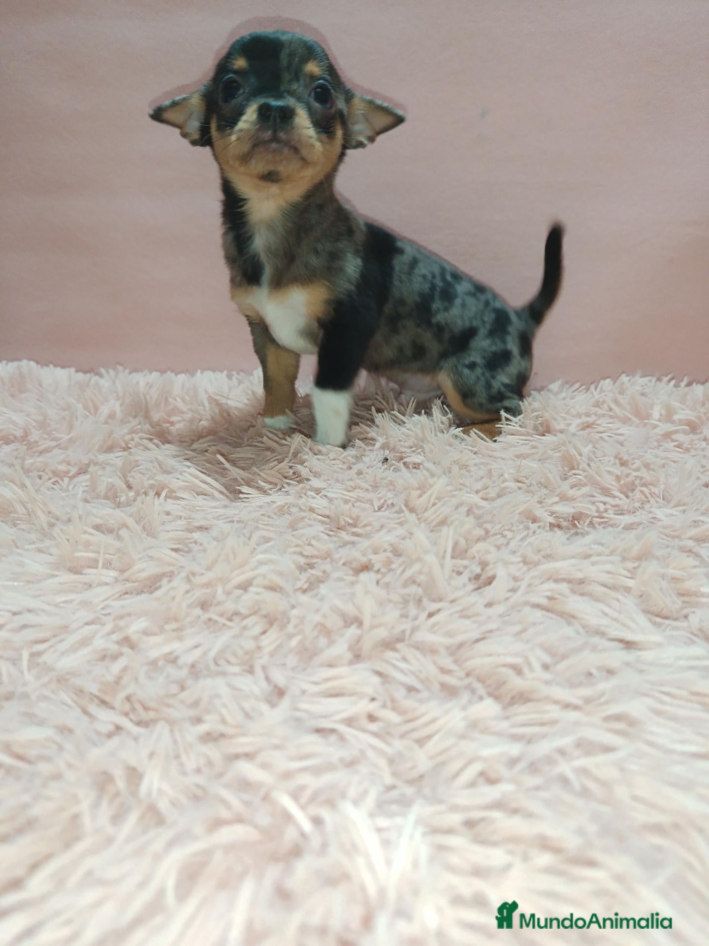 Chihuahua perros Cachorrito chihuahua toy - Anuncio 1