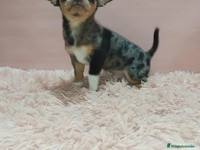 Chihuahua perros en venta: Cachorrito chihuahua toy - Anuncio 1