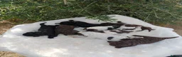 Perro de Agua Español perros en venta: Perro de agua  - Anuncio 5