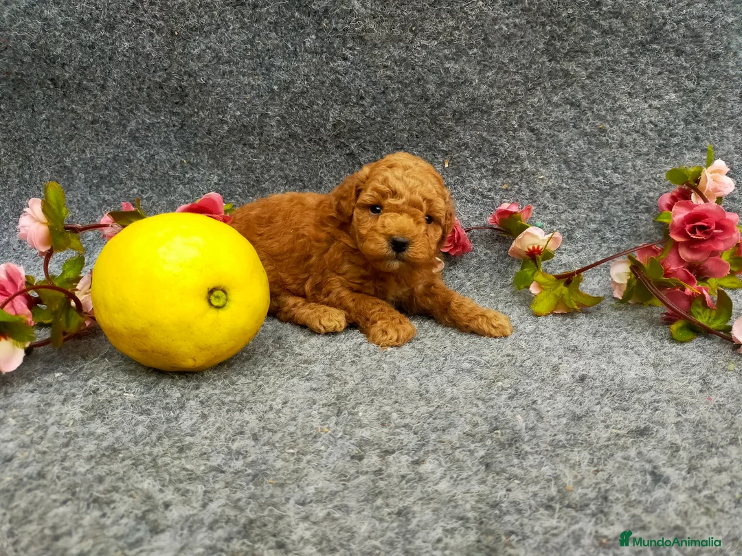Caniche Toy perros en venta: PRECIOSOS CANICHE  ROJO LINEA TOY - Anuncio 23
