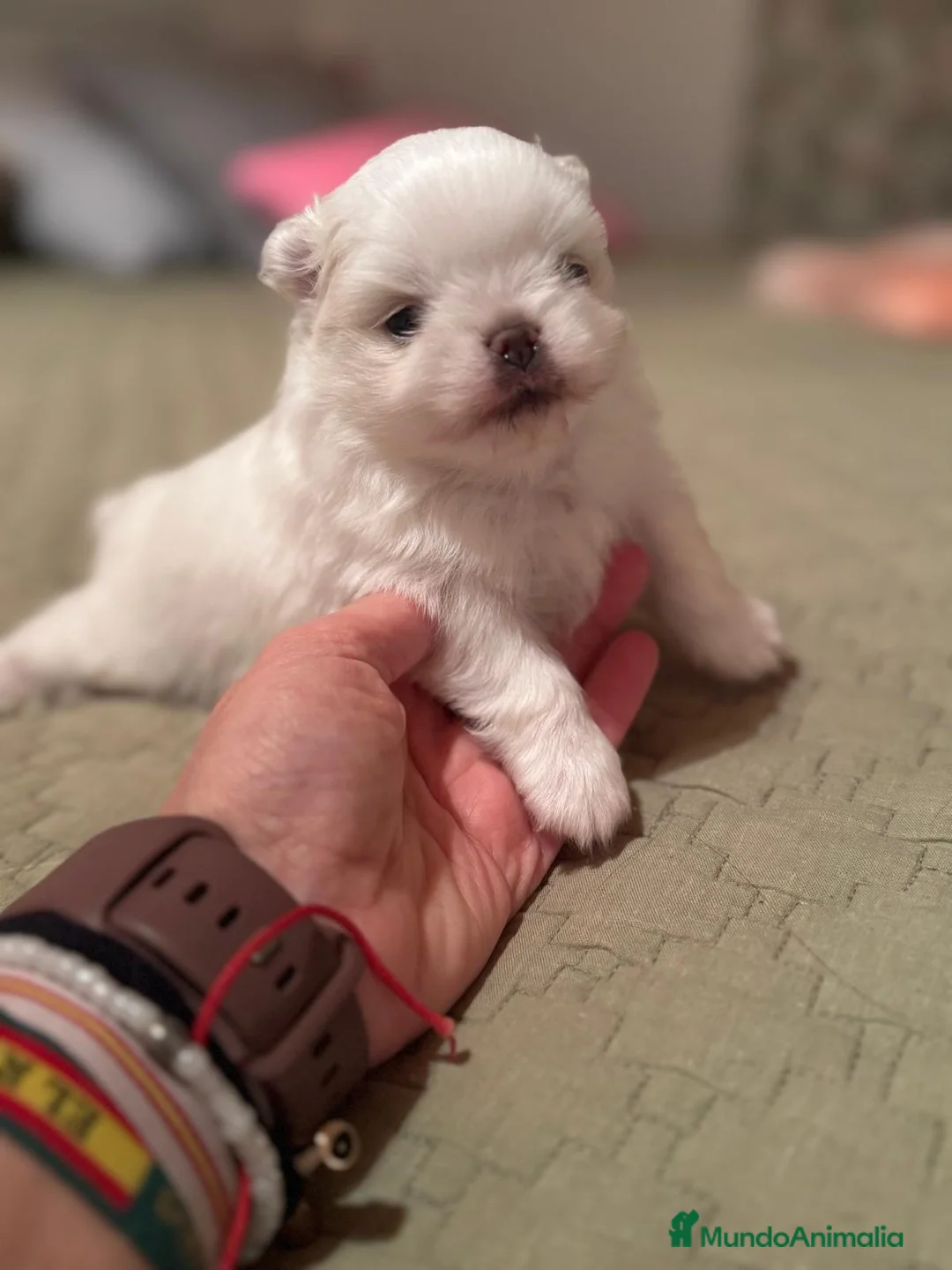 Pomchi perros en venta: Pomchi bebés disponibles - Anuncio 15