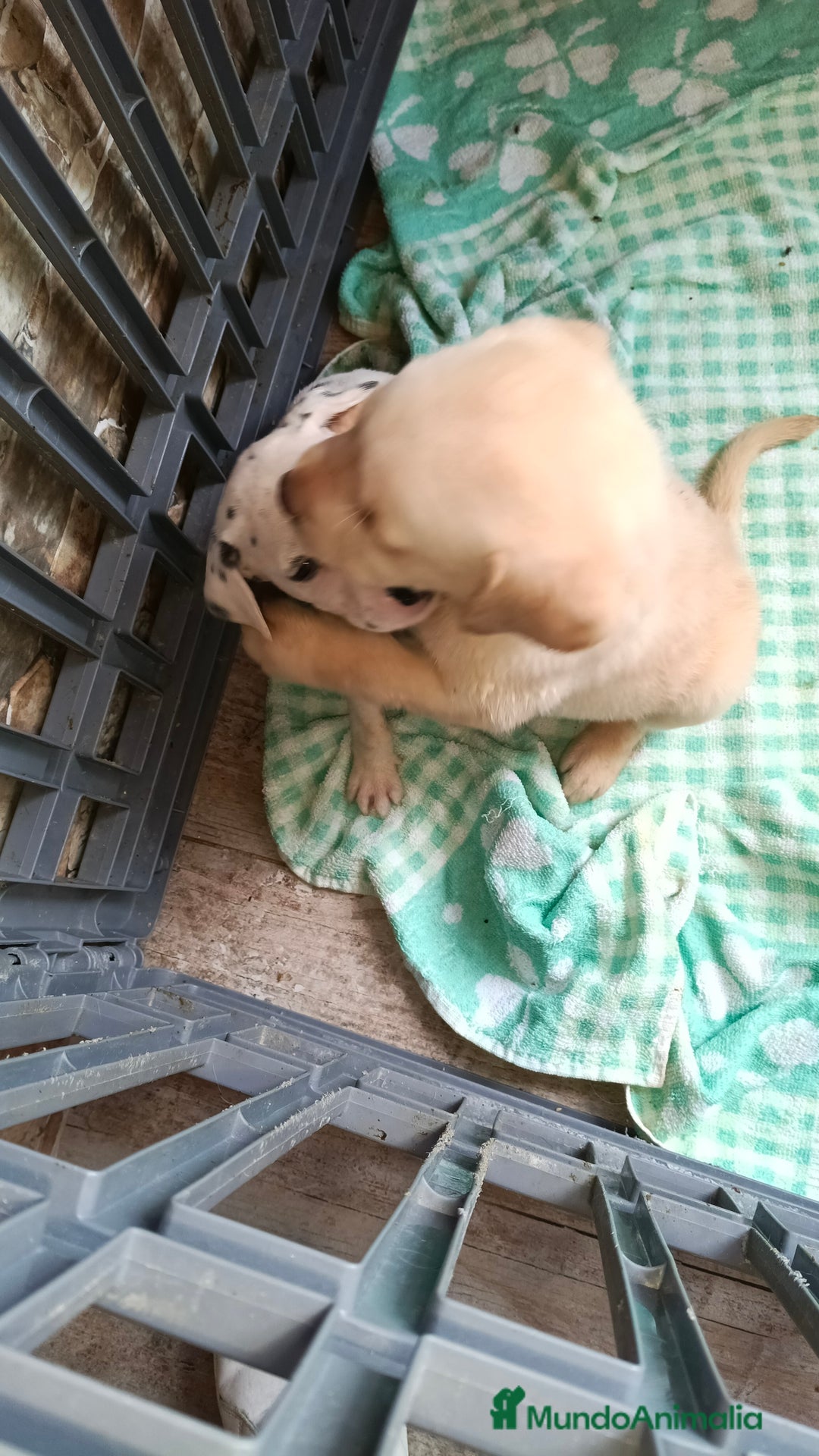 Labrador Retriever perros en venta: Labrador retriever dorado  - Imagen 4