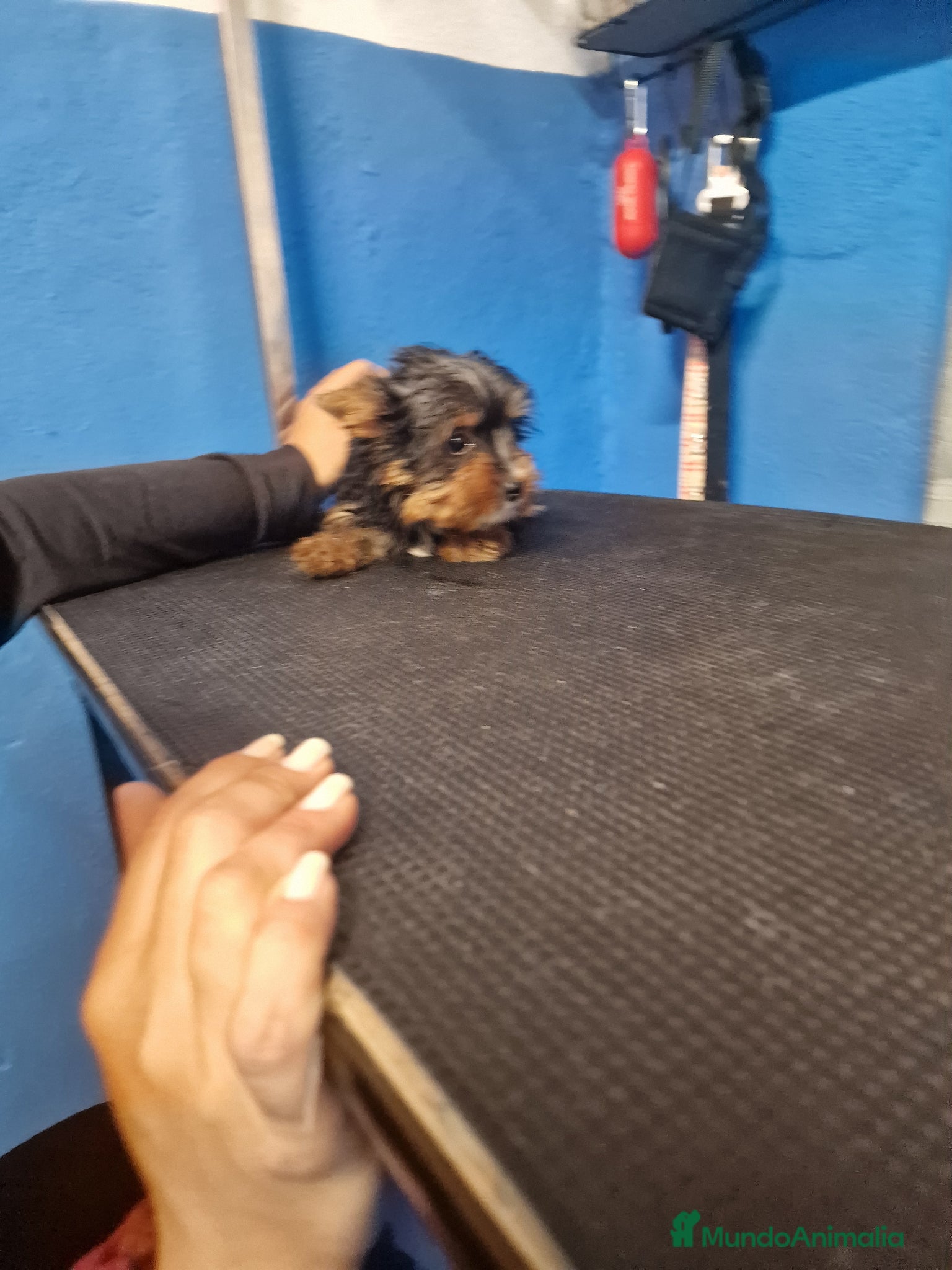 Yorkshire Terrier perros Yorki precio real - Anuncio 1