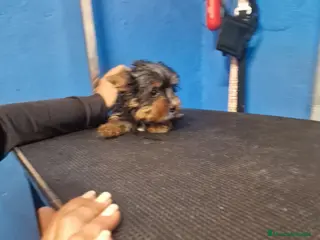 Yorkshire Terrier perros Yorki precio real - Anuncio 1