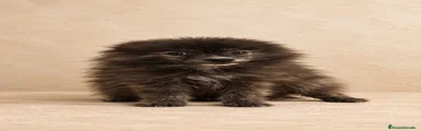 Pomerania 1
