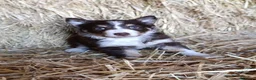 Border Collie perros en venta: Border collies tricolores de calidad  - Anuncio 8