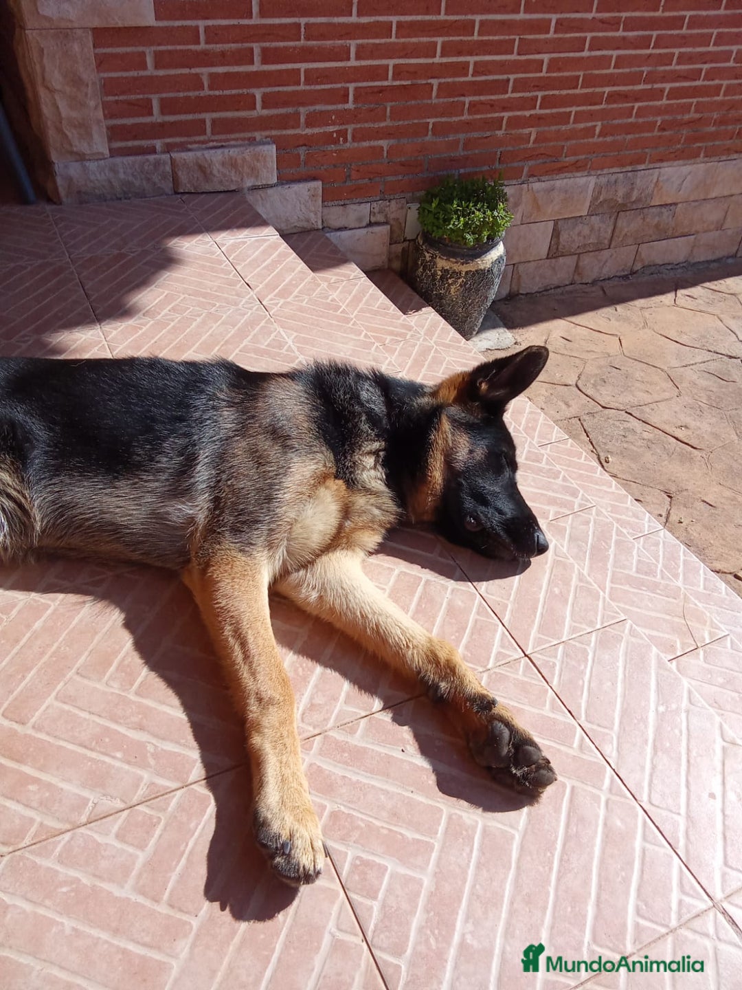 Pastor Alemán perros en adopcion: Hembras adorables  - Anuncio 4