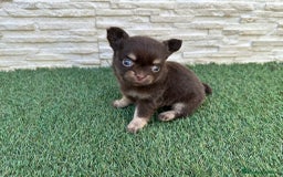 Chihuahua perros en venta: Chihuahua pelo largo  - Imagen 5