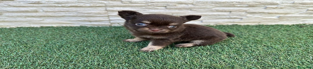 Chihuahua Cachorro 1