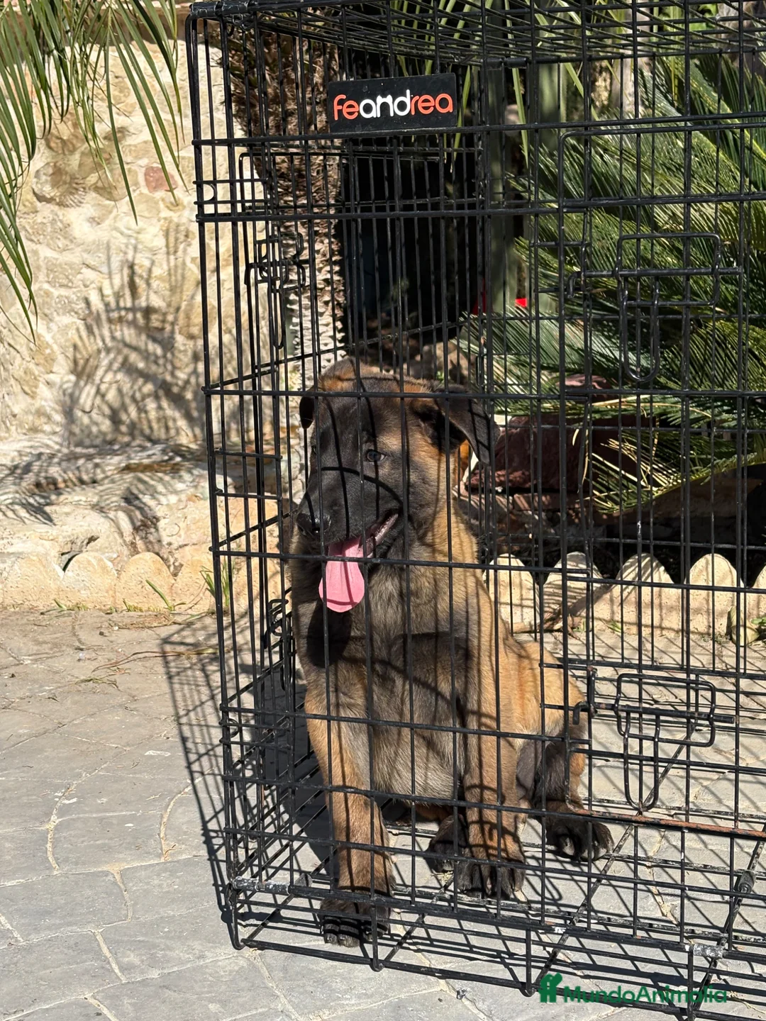 Pastor Belga Malinois perros en venta: Disponible macho opción a pedigree - Anuncio 6