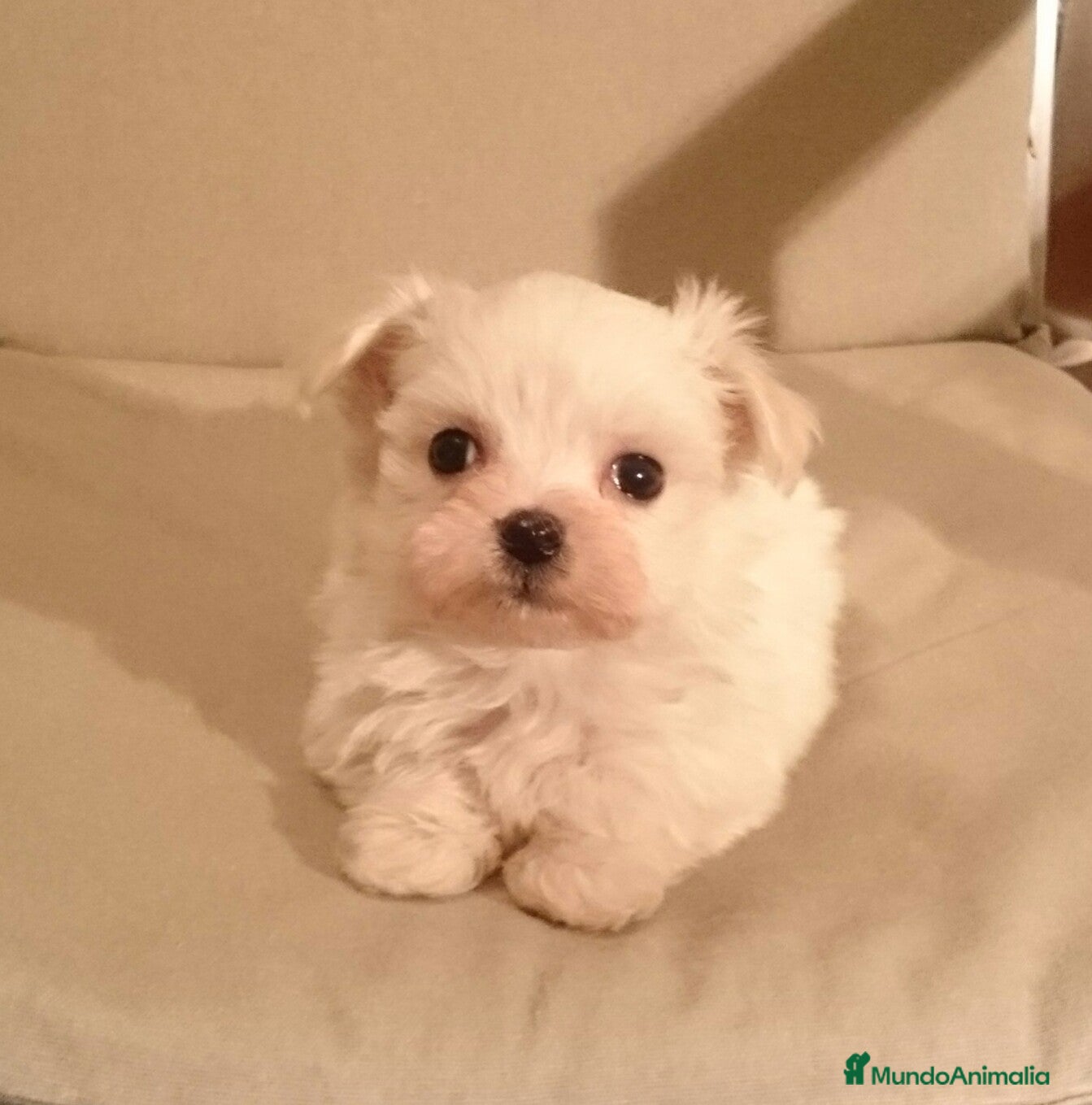 Bichón Maltés perros Bichón Maltés en Barcelona - Anuncio 24