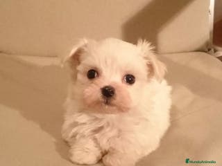 Bichón Maltés perros Bichón Maltés en Barcelona - Anuncio 35