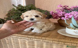 Maltipoo perros en venta: Maltipoo macho disponible  - Imagen 4