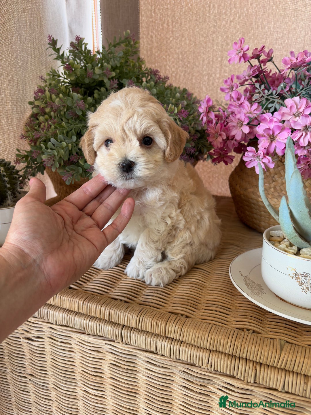 Maltipoo perros en venta: Maltipoo macho disponible  - Imagen 4