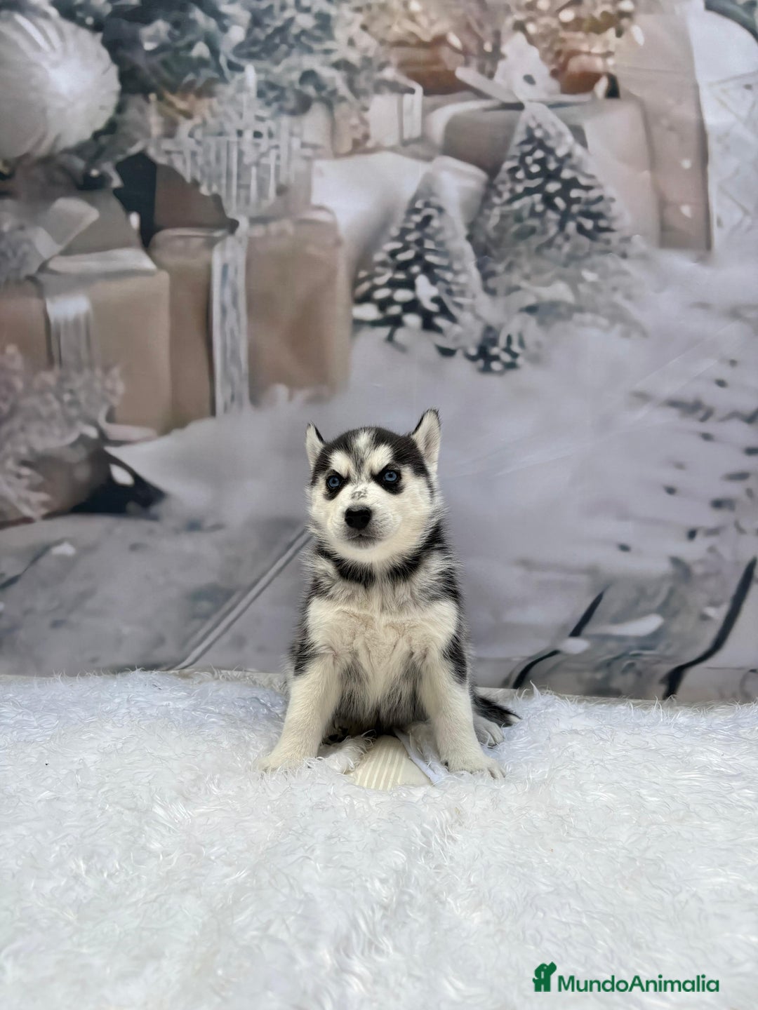 Husky Siberiano perros en venta: Cachorros husky siberianos  - Anuncio 12