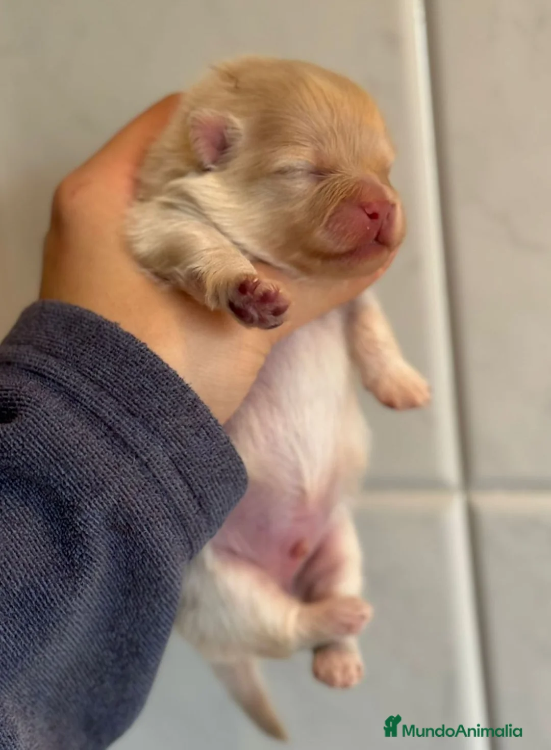 Pomerania perros en venta: POMERANIA MACHO CREMA en Málaga - Anuncio 4