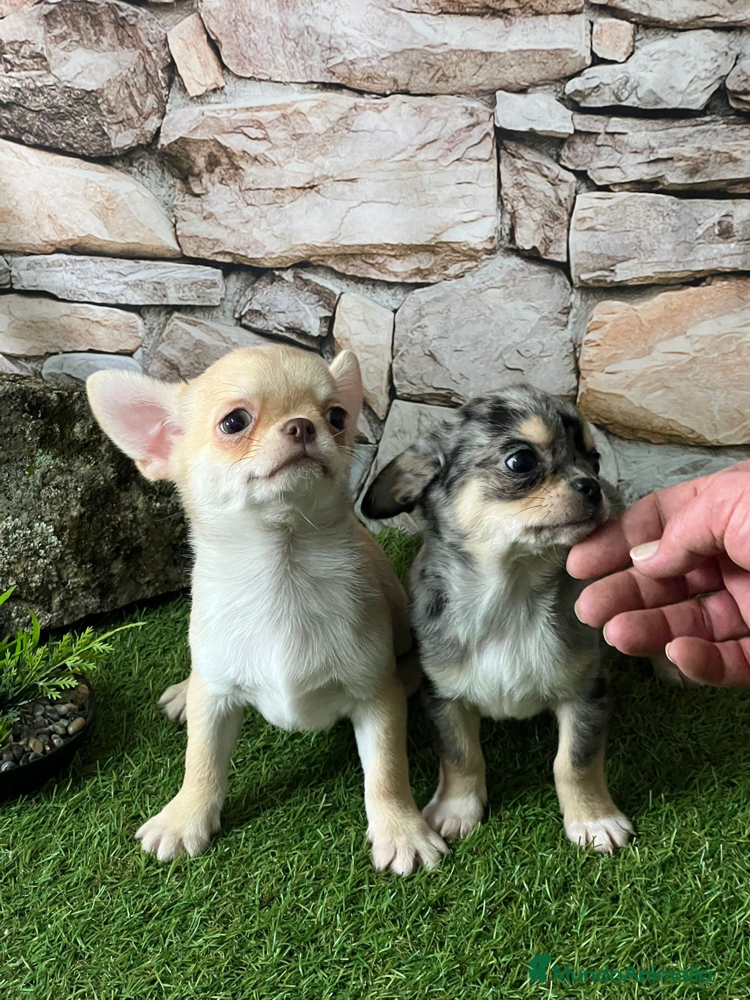 Chihuahua perros CHIHUAHUA MINI TOY - Anuncio 2