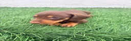 Teckel Miniatura perros en venta: Teckel Miniatura - Anuncio 4