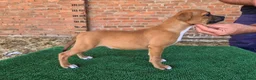 Staffordshire Bull Terrier perros en venta: staffordshire bull terrier - Anuncio 4