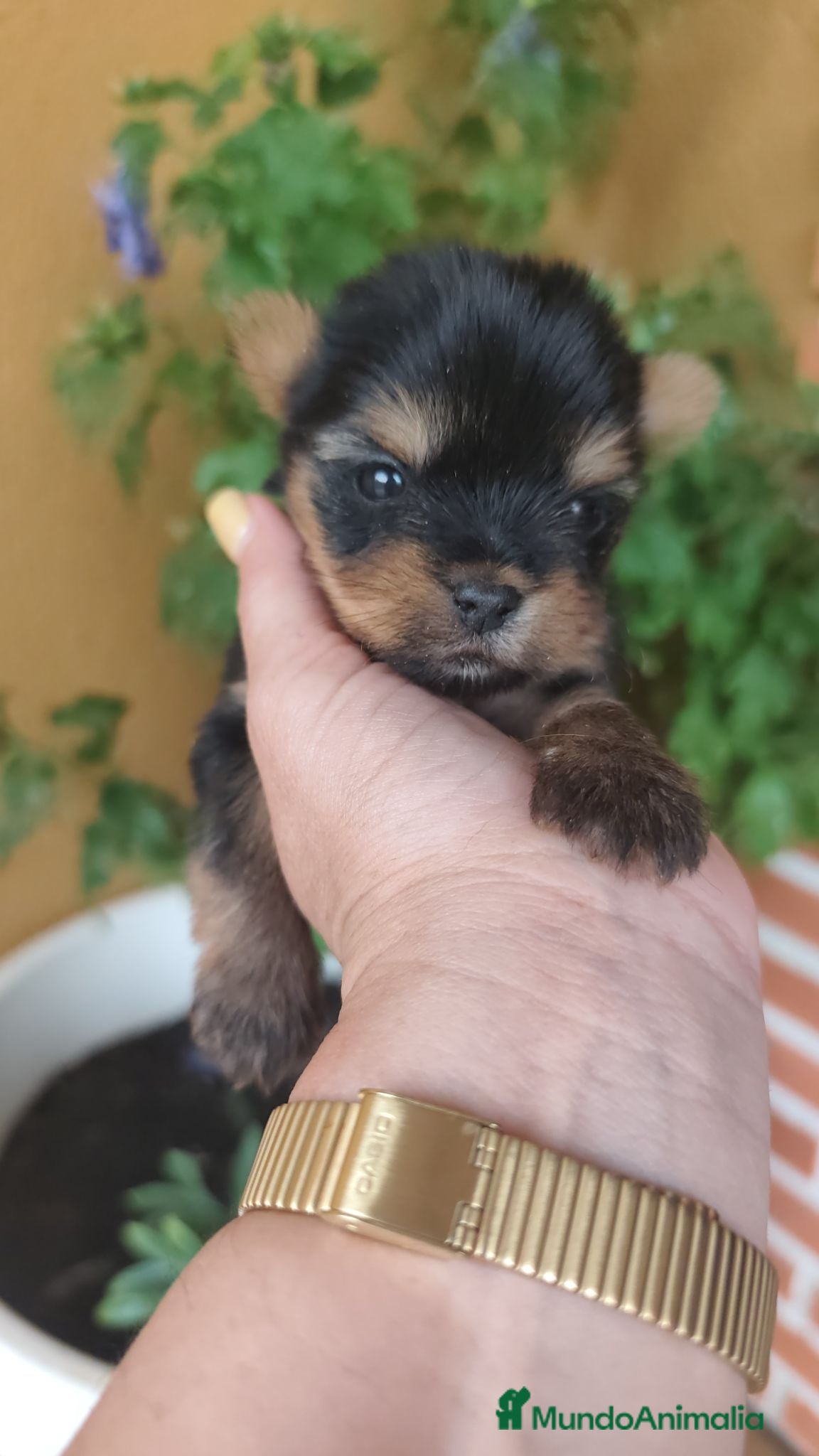Yorkshire Terrier perros Yorkshire terrier  - Anuncio 1