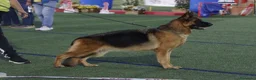 Pastor Alemán perros en venta: Cachorros pastor aleman en Cádiz - Anuncio 5