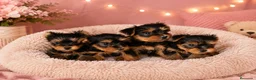 Yorkshire Terrier perros en venta: Yorkshire Toy 💛 - Anuncio 1