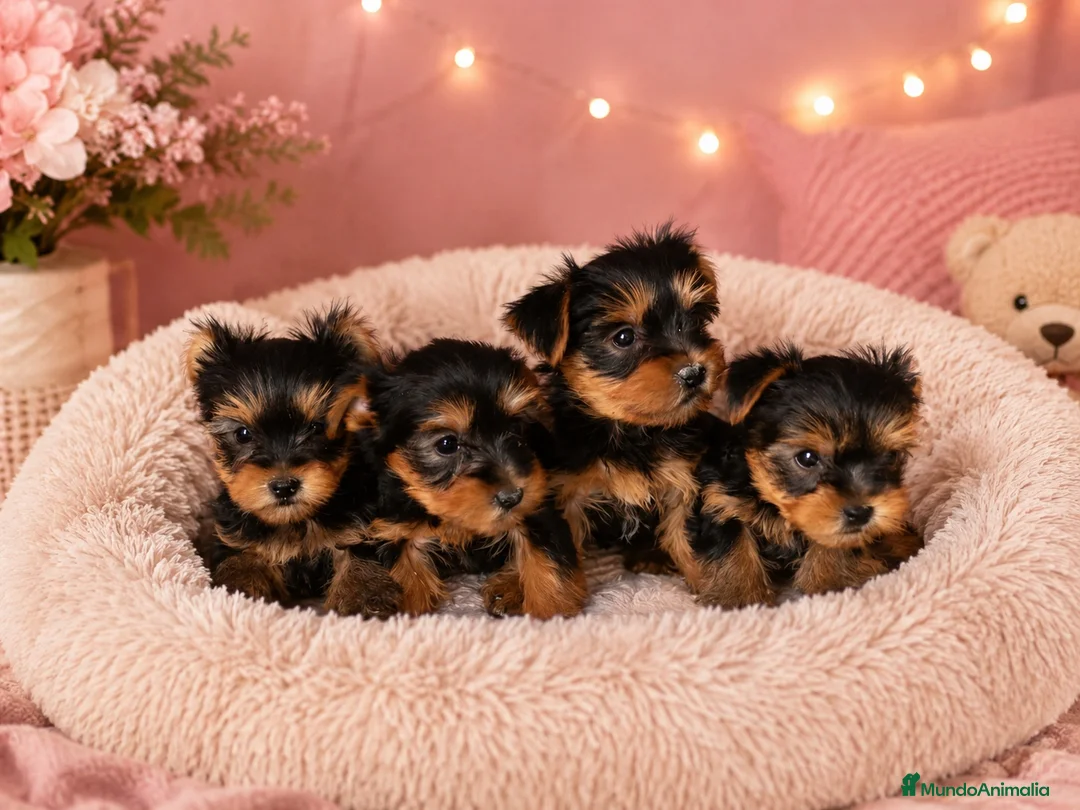 Yorkshire Terrier perros en venta: Yorkshire Toy 💛 - Anuncio 1