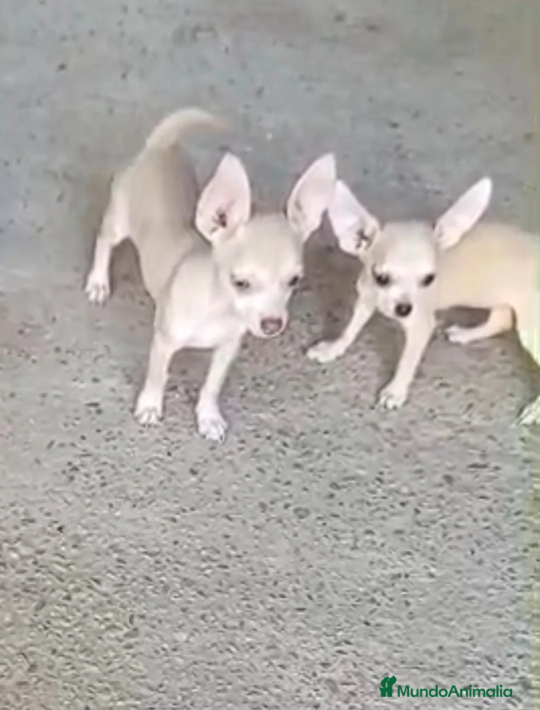 Chihuahua perros en venta: Chihuhua  - Anuncio 2
