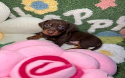 Teckel perros en venta: Teckel Kaninchen Chocolate Macho en Madrid - Imagen 5
