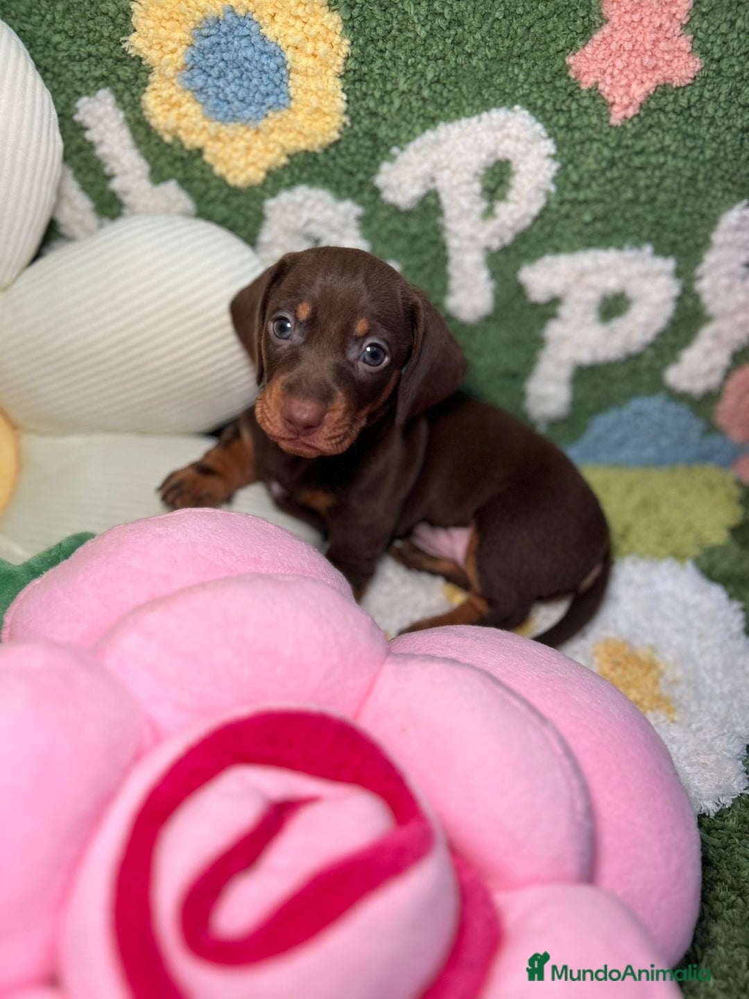 Teckel perros en venta: Teckel Kaninchen Chocolate Macho en Madrid - Imagen 5