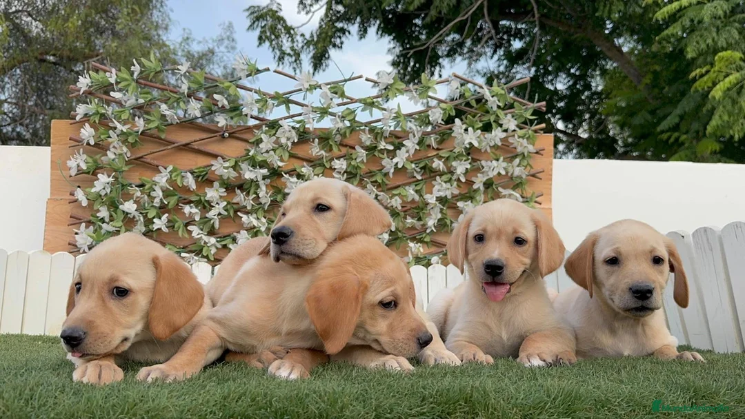 Labrador Retriever perros en venta: LABRADOR RETRIEVER-PRECIO REAL - Anuncio 2