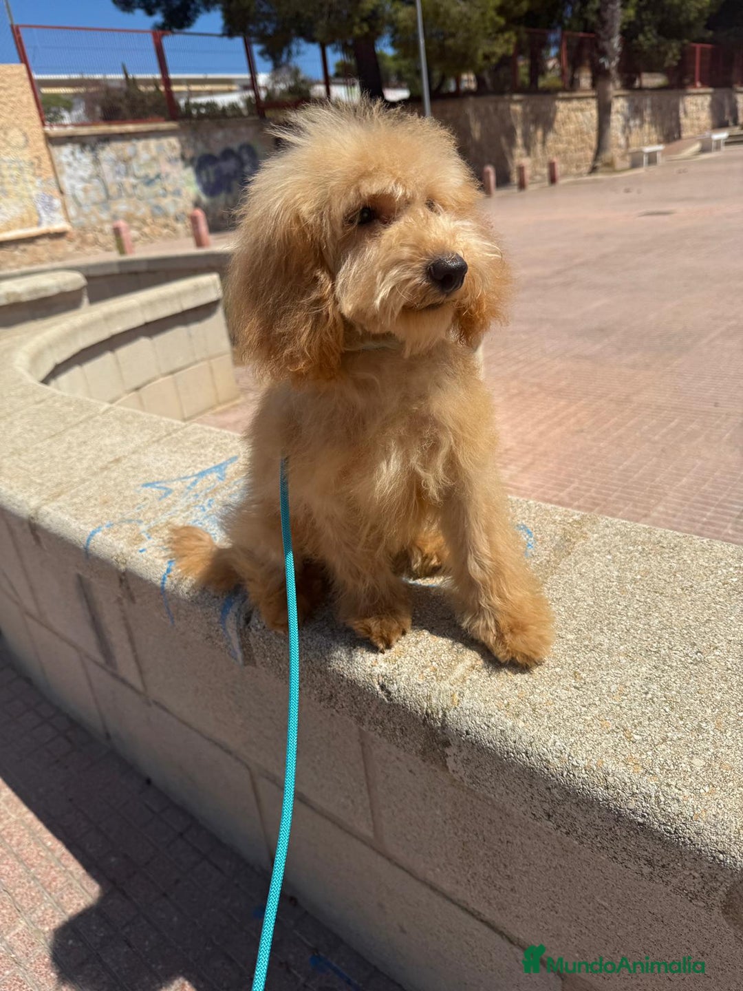 Caniche Toy perros en venta: MACHO APRICOT 4 MESES - Imagen 2