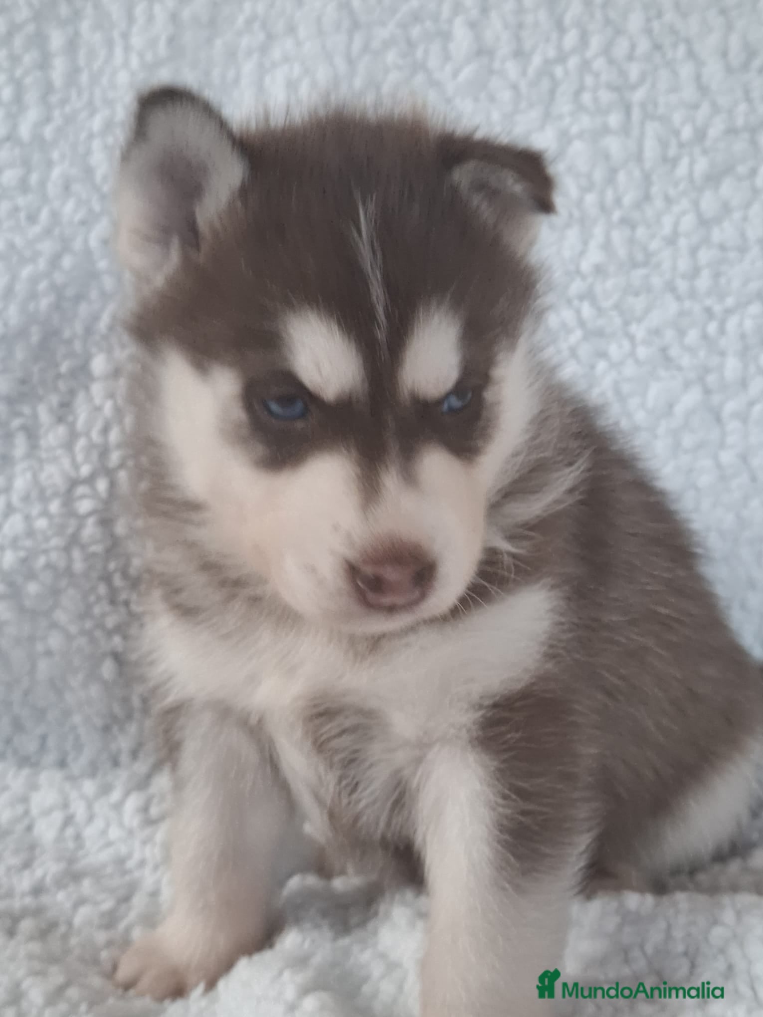 Husky Siberiano perros Huski siberiano - Anuncio 1