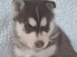 Husky Siberiano perros Huski siberiano - Anuncio 1