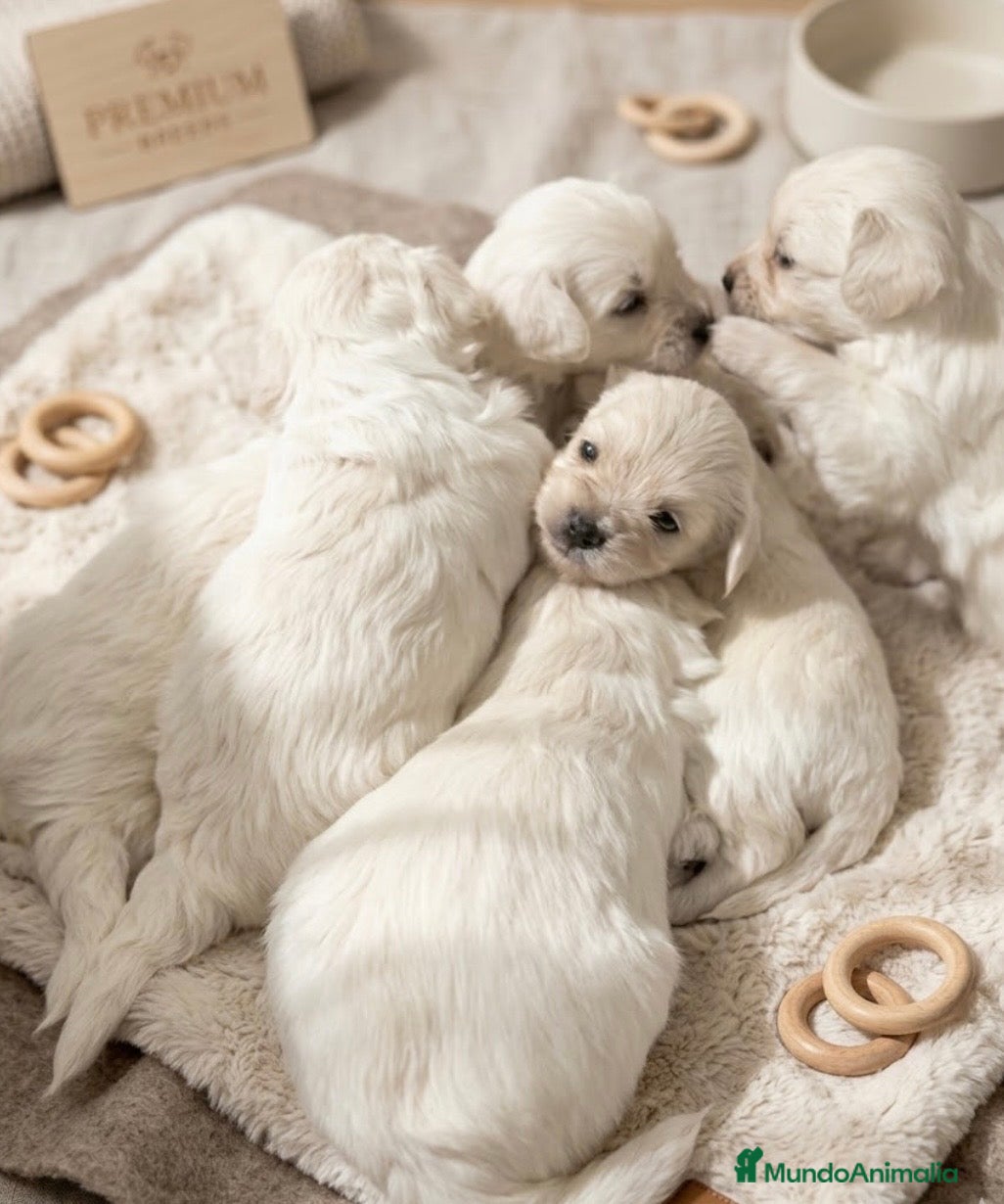 Bichón Maltés perros Preciosos Bichon maltes✨🐶 - Anuncio 1