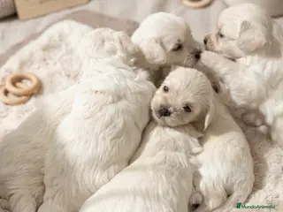 Bichón Maltés perros Preciosos Bichon maltes✨🐶 - Anuncio 1