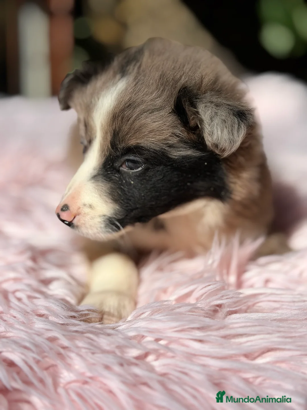 Border Collie perros en venta: Border collie  - Anuncio 4