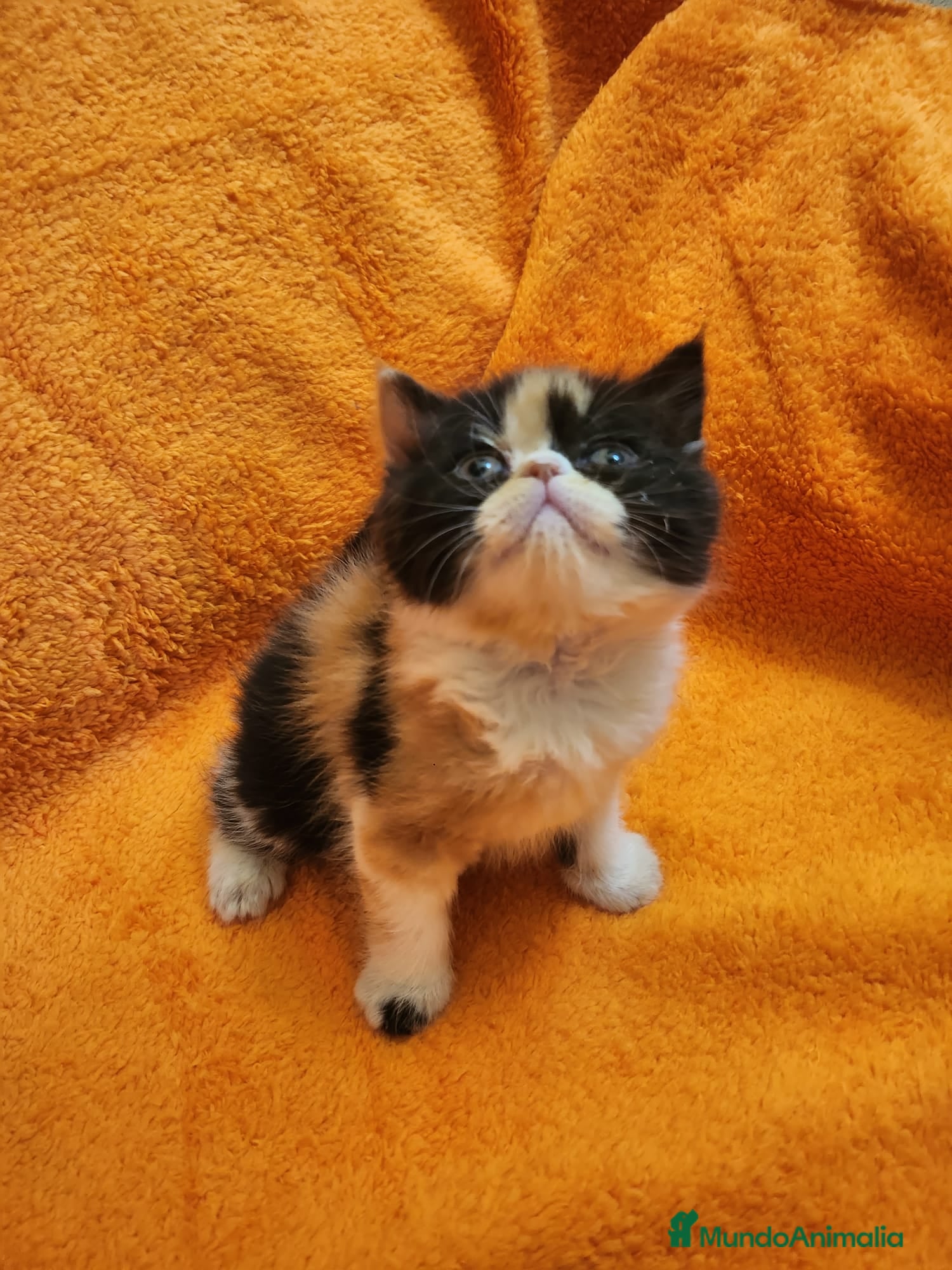 Exótico de Pelo Corto gatos Hembra persa exotico tricolor  - Anuncio 1