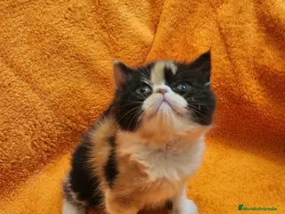 Exótico de Pelo Corto gatos Hembra persa exotico tricolor - Anuncio 1