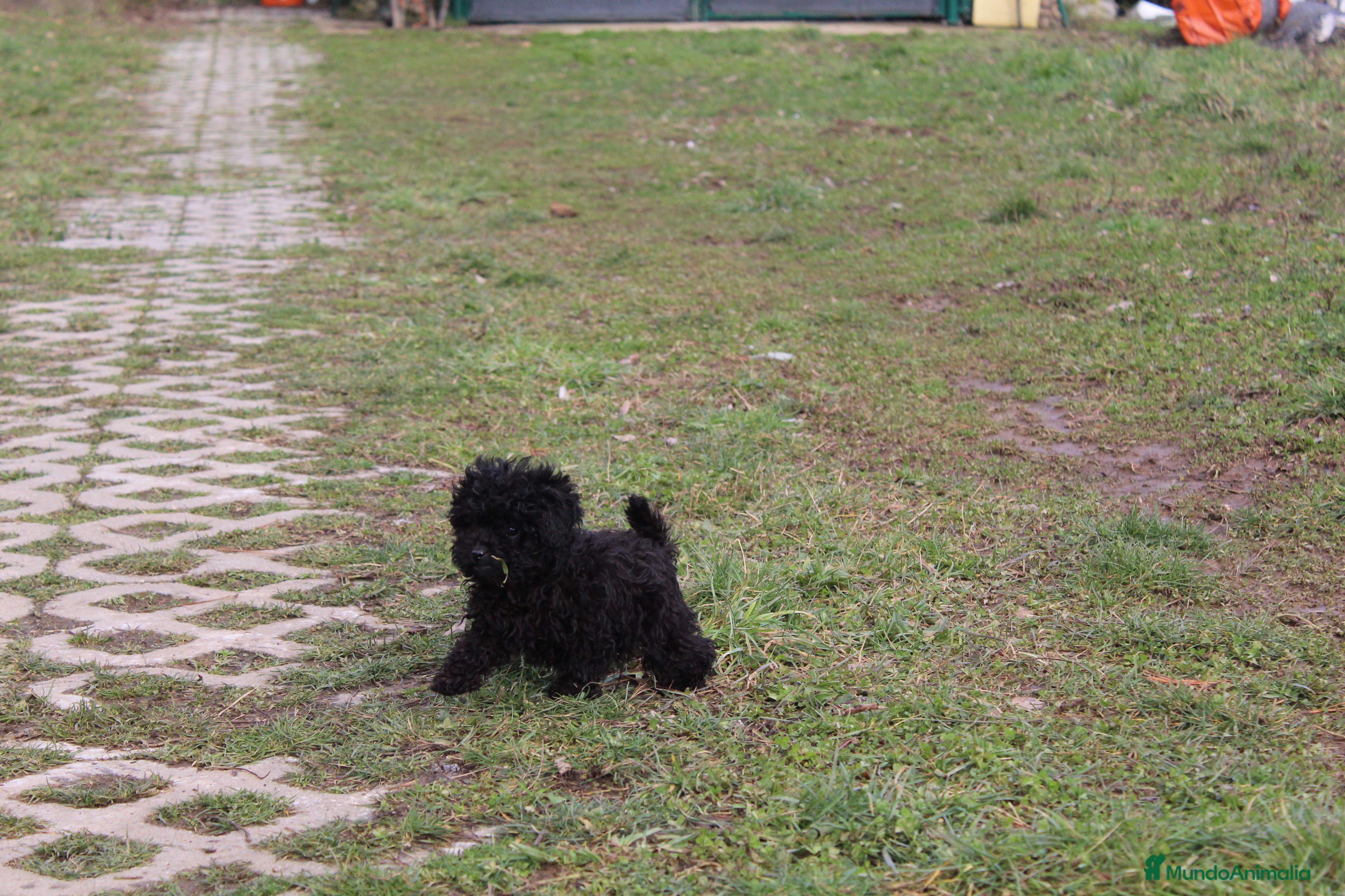 Caniche Toy perros Caniche toy hembra negra  - Anuncio 1
